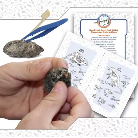Owl Pellet Dissection Kit